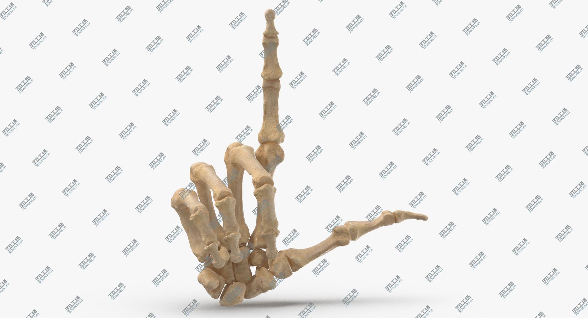 images/goods_img/2021040234/3D Real Human Hand Bones Loser Sign/4.jpg